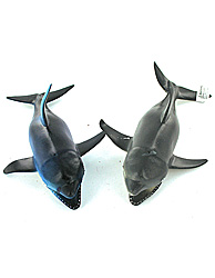 SQUEAKING DOLPHINS